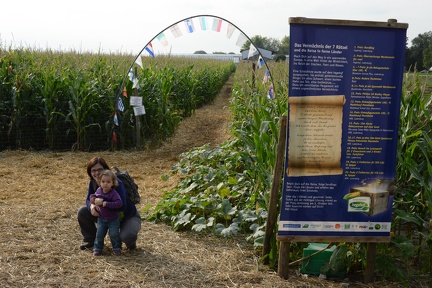 entering the corn maze